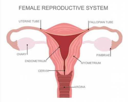 国内可以供卵试管的城市,孕期的饮食禁忌有哪些？吃什么最好？我都帮你整理好啦