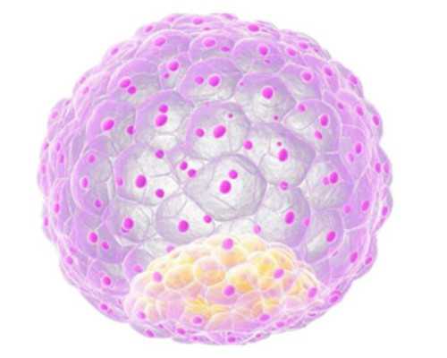 中国授权供卵机构名单,二代试管精卵不结合解决办法（试管精卵不结合怎么办）